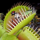 Illustration for article titled Las Plantas Carnivoras y sus Diferentes Especies